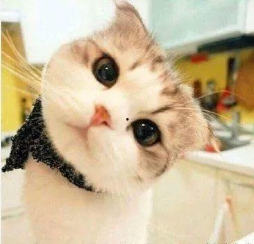 娱乐吃瓜酱桂花猫
